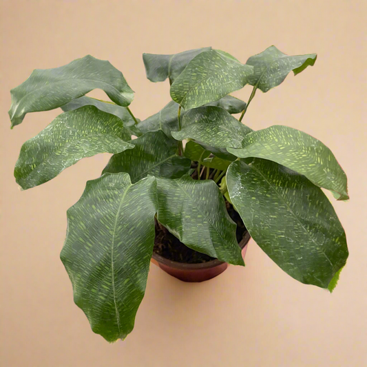 Calathea 'Musaica'