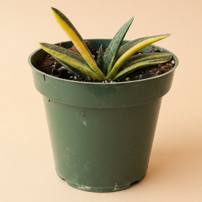 Variegated Gasteria -4.5” pot
