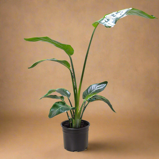 White Bird of Paradise 'Strelitzia Nicolai'