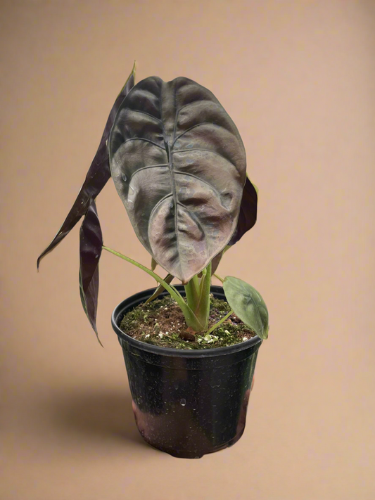 Alocasia Cuprea ‘Red Secret’