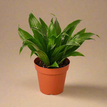 Dracaena 'Janet Craig'