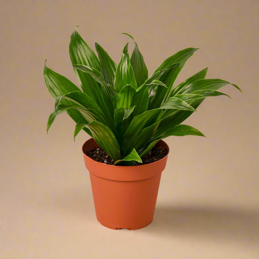 Dracaena 'Janet Craig'