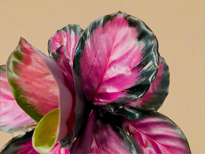 Calathea 'Purple Rose'