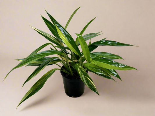 Pothos 'Silver Streak Variegated'