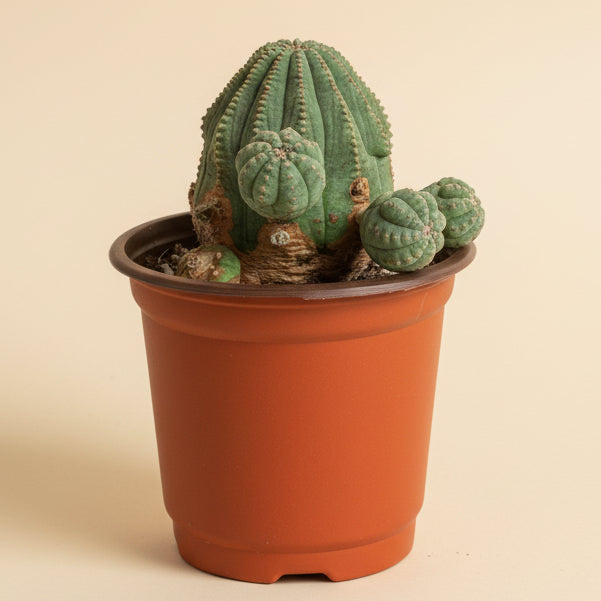 Euphorbia Obesa Hybrid Baseball Cluster 4” pot
