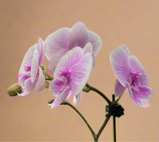 Orchid 'Light Pink Phalaenopsis'