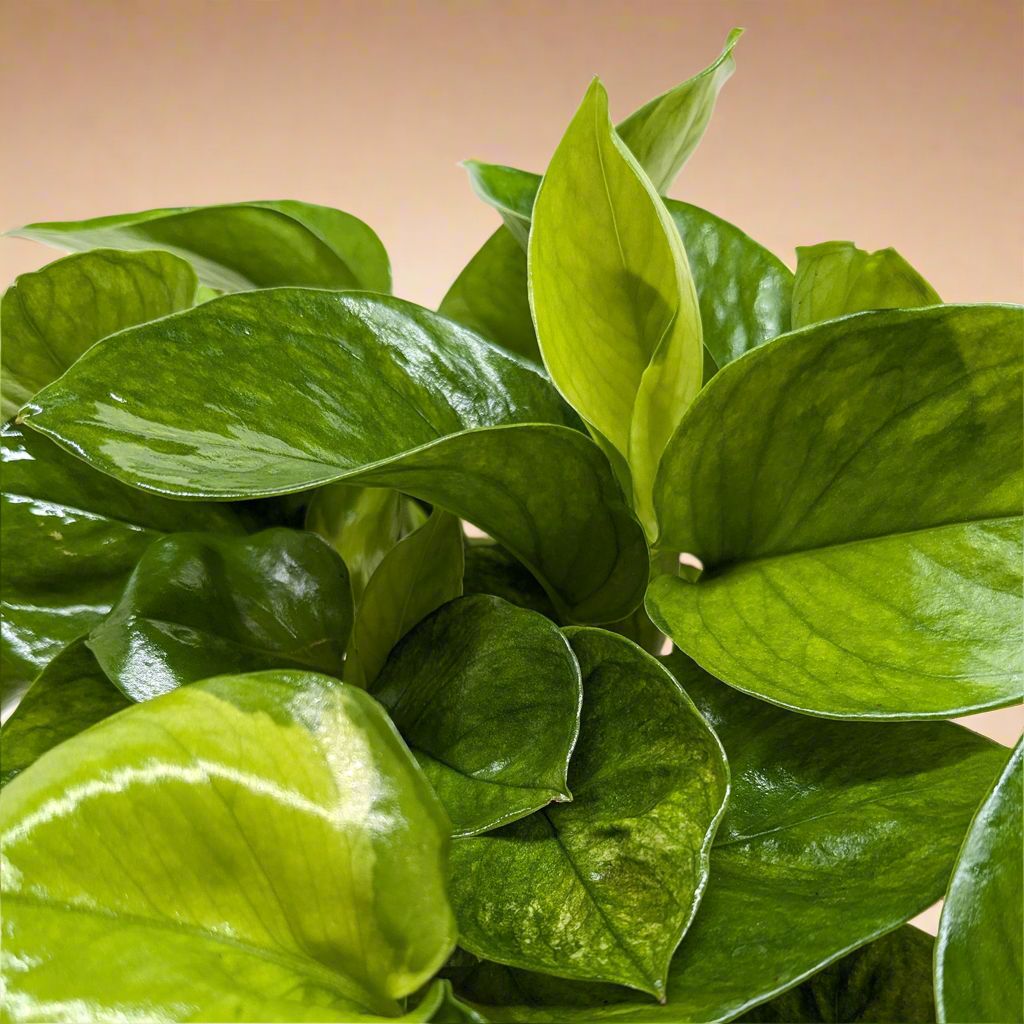 Pothos 'Lemon Top'