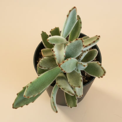 Kalanchoe Tomentosa - Panda Plant 4.5” pot
