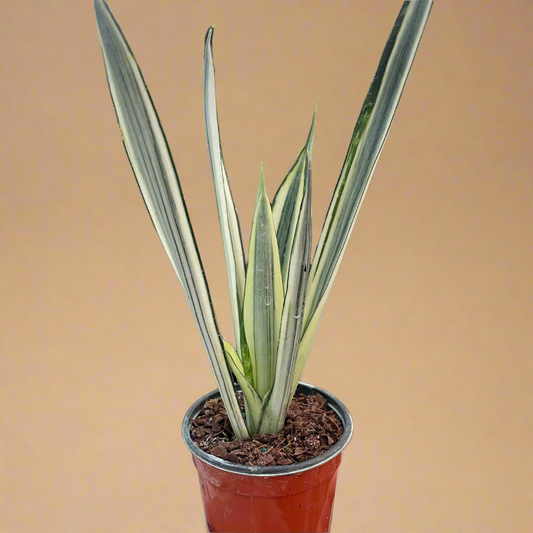 Sansevieria Trifasciata 'Bantel's Sensation'