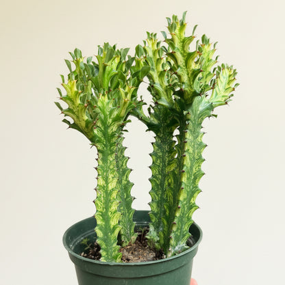 Euphorbia Trigona ‘Mint Creme’  Varigated - 4.5” pot