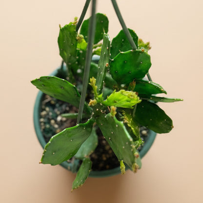 Brazilian Prickly Pear - Opuntia Argentiniana