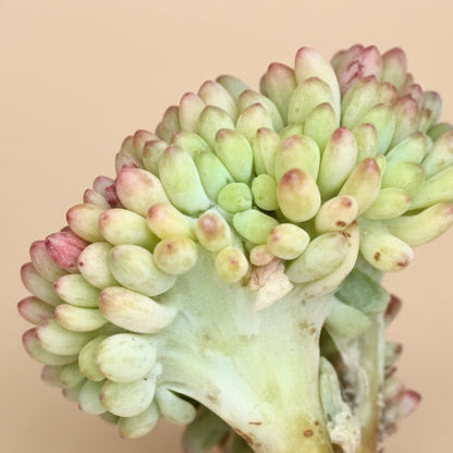 Sedum Pachyphyllum f. Cristatum