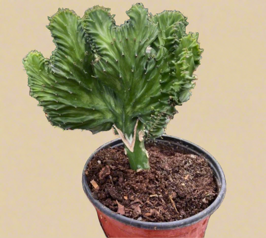 Succulent Euphorbia Lactea Mermaid Tail