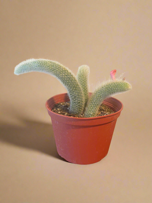 6” Monkey Tail Cactus - Cleistocactus colademononis