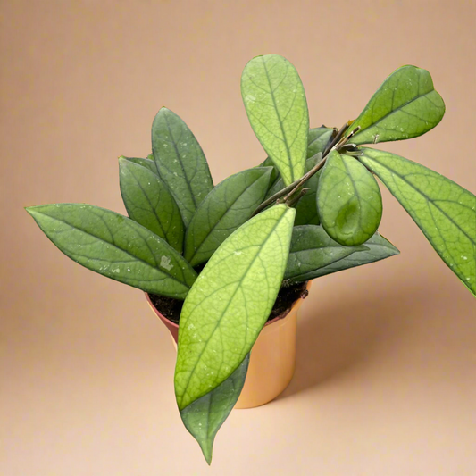 Hoya 'Crassipetiolata'