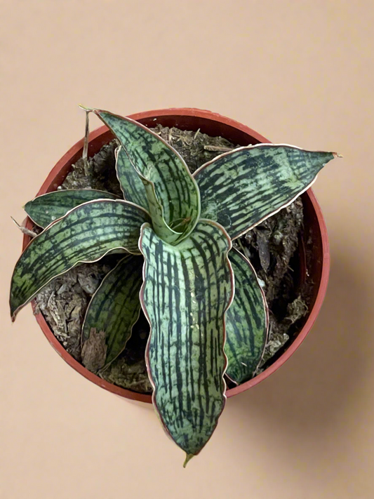 3.5” Sansevieria ‘Cleopatra’