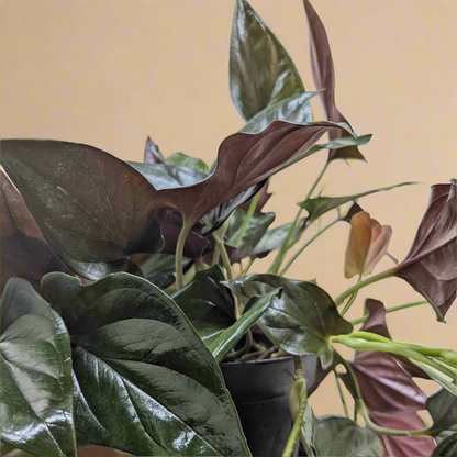 Syngonium 'Red Arrow'