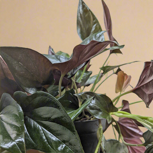 Syngonium 'Red Arrow'