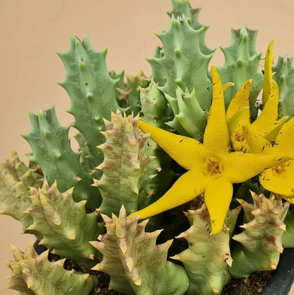 Stapelia Orbea Semota var Lutea 6” hanging basket