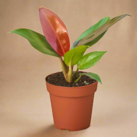 Philodendron 'Sun Red'