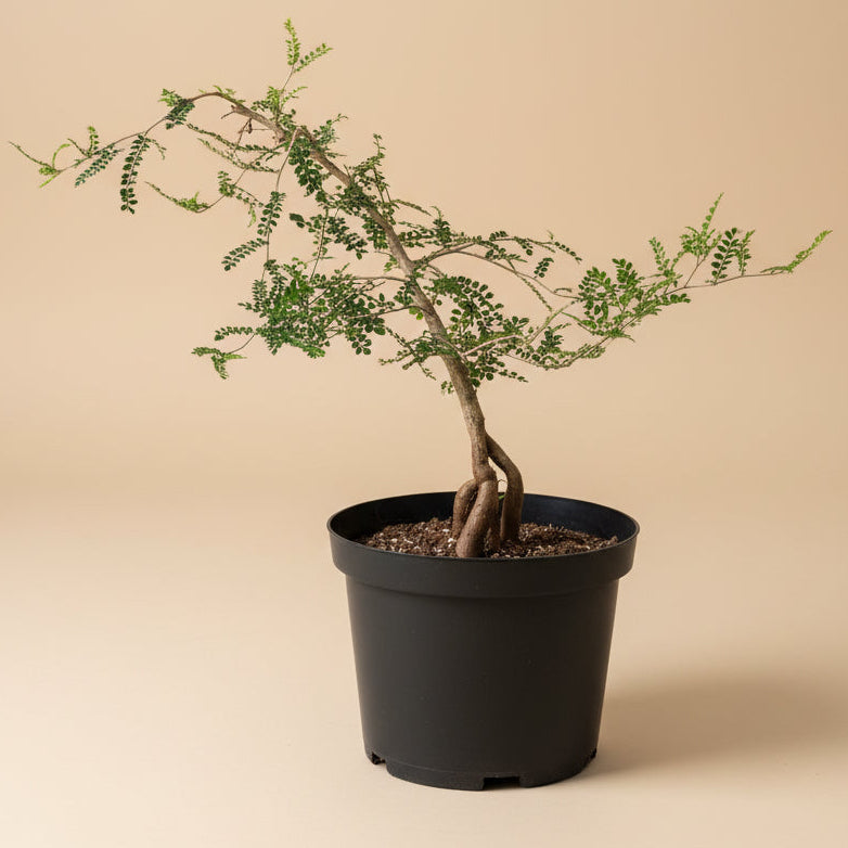 Operculicarya Decaryi - Elephant Tree