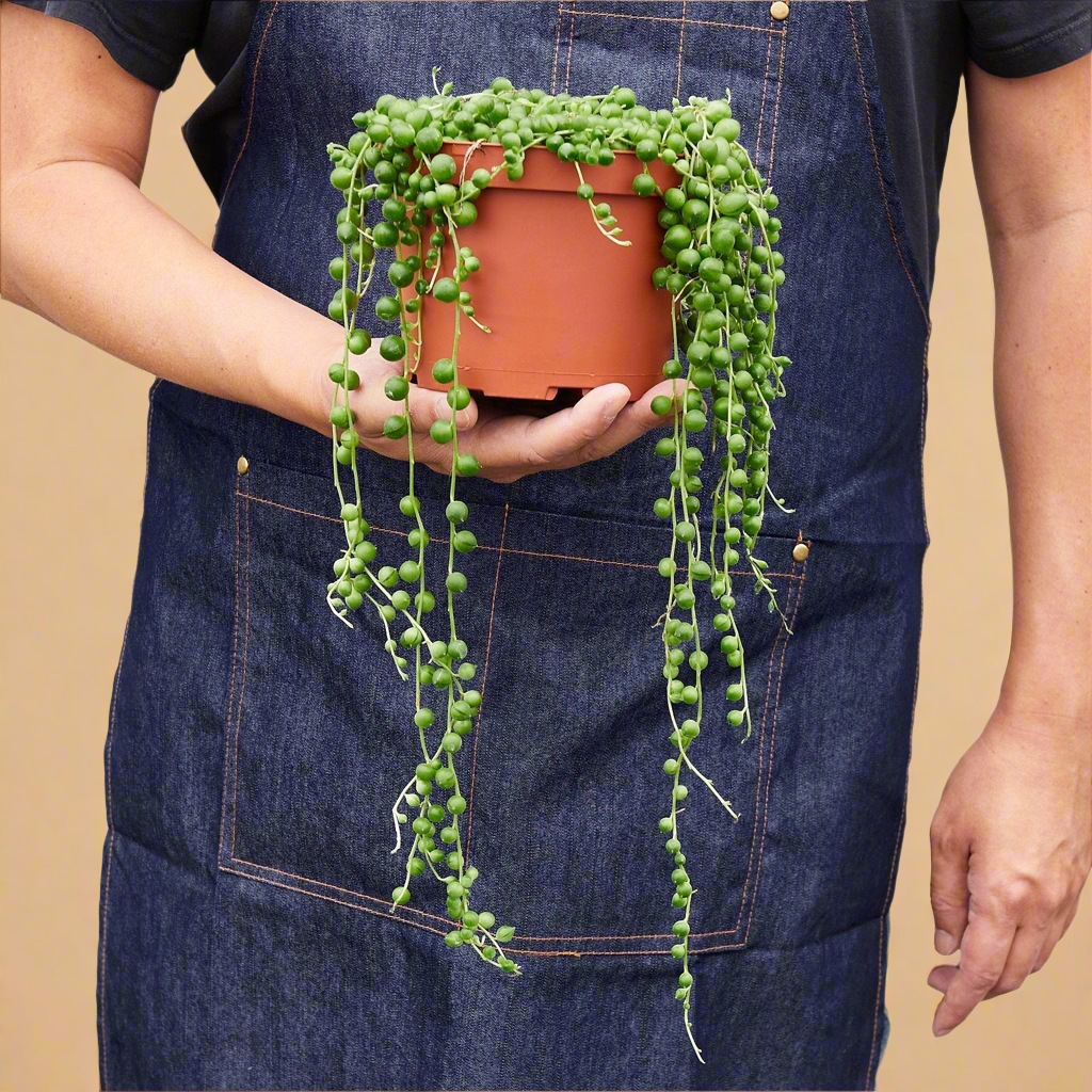 String of Pearls - Senecio Rowleyanus