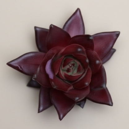 Echeveria Agavoides ‘Robin’