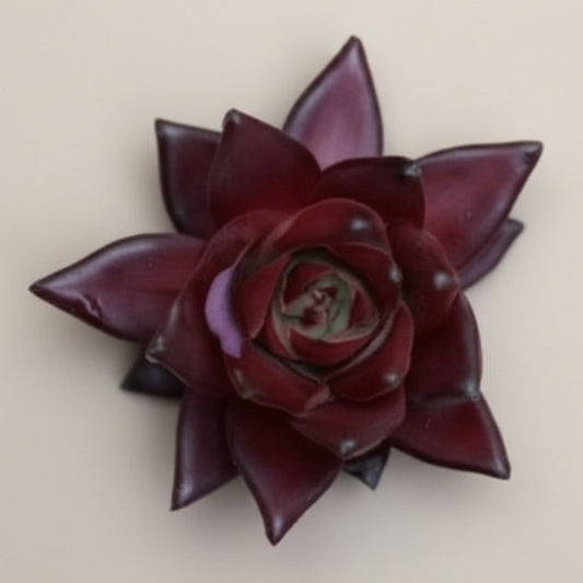 Echeveria Agavoides ‘Robin’