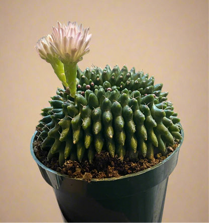 4.5” Gymnocalycium mihanovichii Inermis Cristata ‘Spineless’