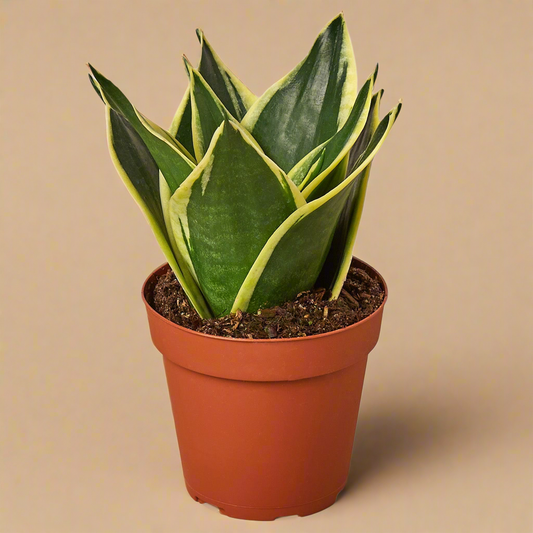 Snake Plant Black Gold