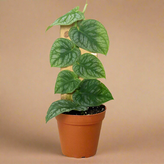 Monstera 'Dubia' (Shingle Plant)