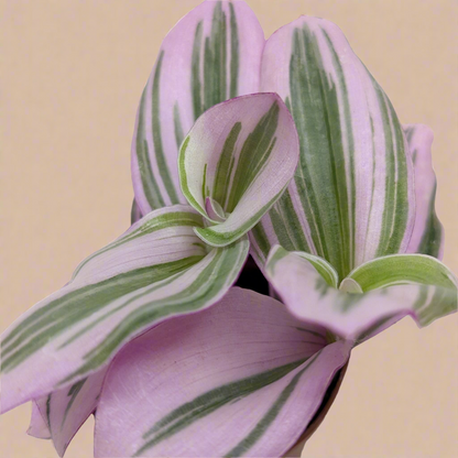 Tradescantia 'Nanouk'