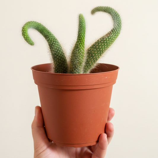 Monkey Tail Cactus - Cleistocactus colademononis - 6” pot