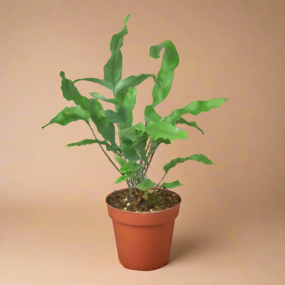 Fern 'Blue Star'
