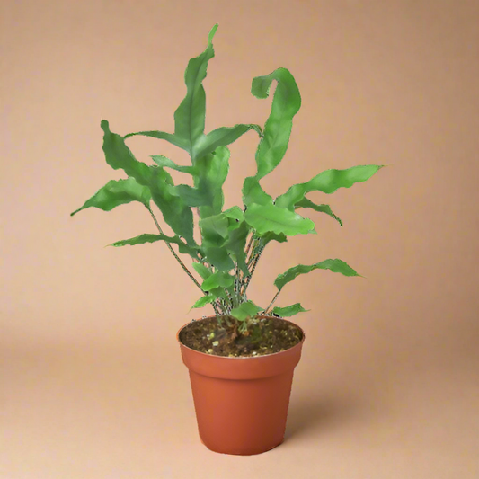 Fern 'Blue Star'
