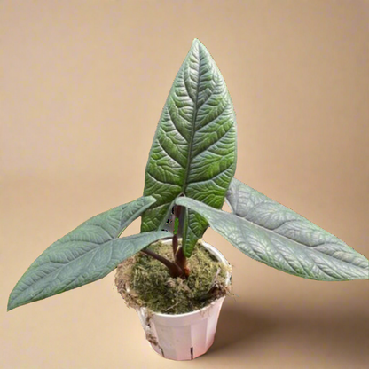 Alocasia 'Scalprum'