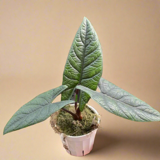 Alocasia 'Scalprum'