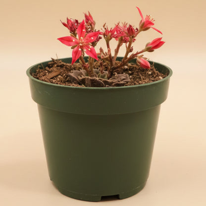 Chihuahua flower Graptopetalum bellum 4.5” pot
