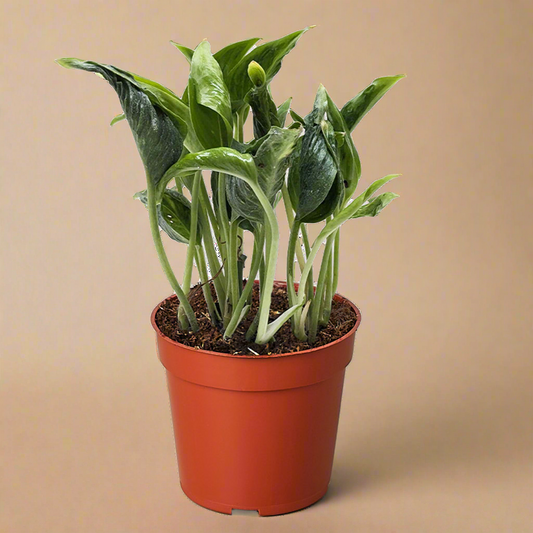 Pothos 'Shangri La'