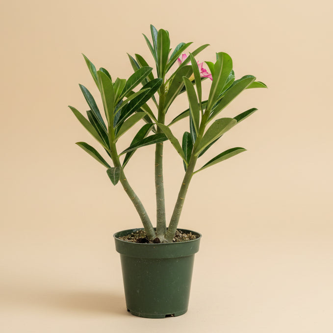 Desert Rose - Adenium Obesum