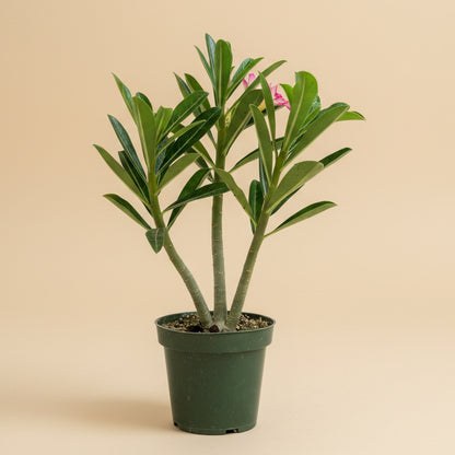 Desert Rose - Adenium Obesum