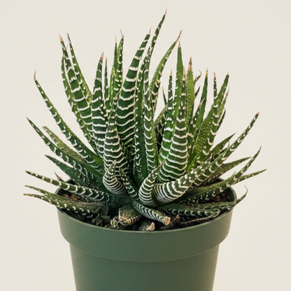 Haworthia Zebrina 4.5” Pot