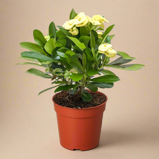 Euphorbia Milili- Crown of Thorns