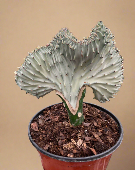 Euphorbia Lactea Ghost