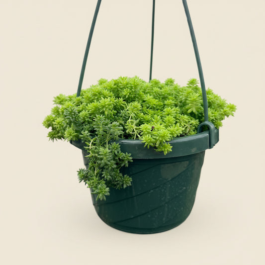 Sedum Golden Stonecrop 6” HB
