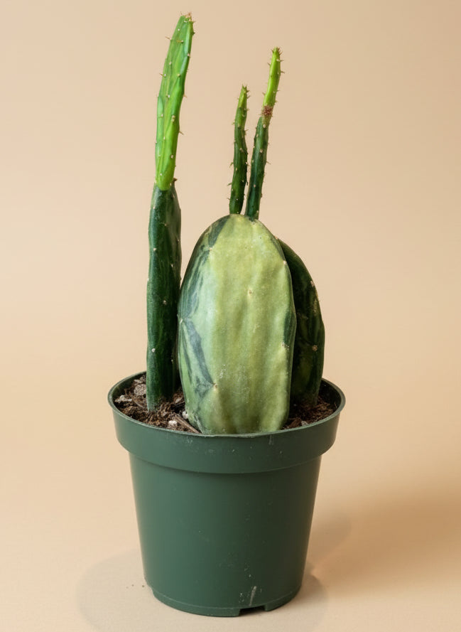 Variegated Joseph’s coat cactus on a concrete surface with a blurred background