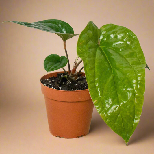 Anthurium 'Radicans x Luxurians'