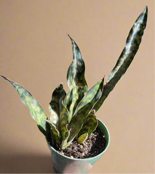 Sansevieria Coppertone Kirkii