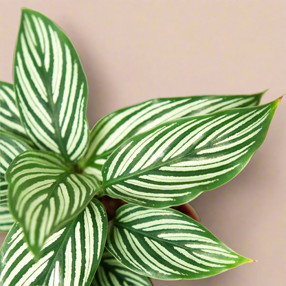 Calathea 'Vittata'