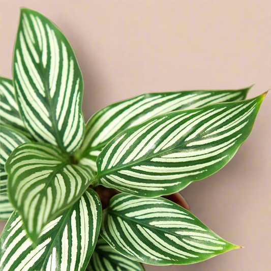 Calathea 'Vittata'